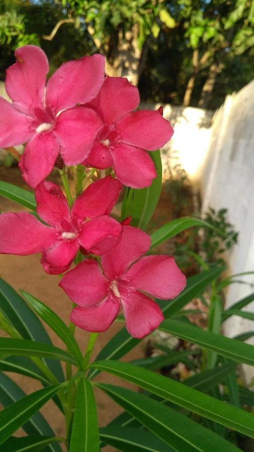 Umaya Holiday Home Anuradhapura Esterno foto